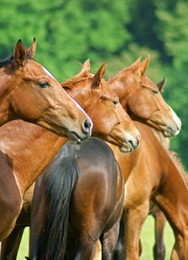 Pferde- und Reitausbildung